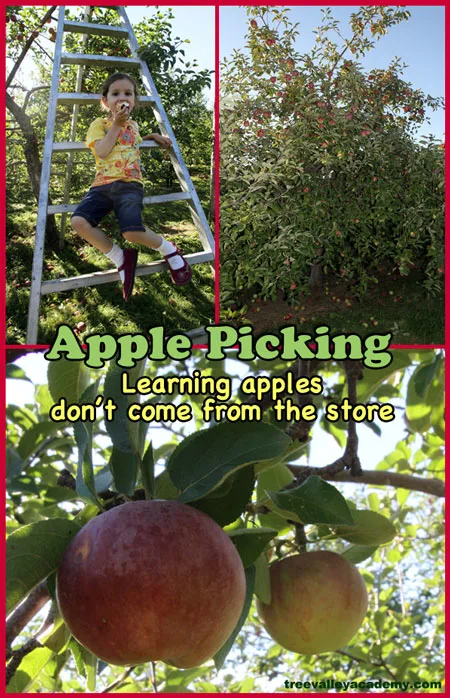 Apple picking homeschooling field trip. Learning that apples don't come from the store. Field trip to an apple orchard. A fun apple activity. #appleunit #apples #appleorchard #fall #homeschool #appletheme #appleactivity #kindergarten #activities #treevalleyacademy