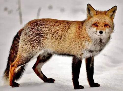 a fox on a snowy background. We're going to use this image to create geometric fox art.